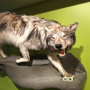 Meet your Posher, Rayman